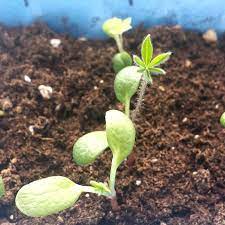 Pin On Seedling Id