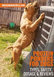 Raw meat is usually one of the common and best sources for protein in dogs. Protein Powders For Dogs Types Safety Dosage Best Reviews