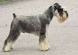 miniature schnauzer wikipedia