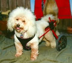 Candid Candace: Food and Drink