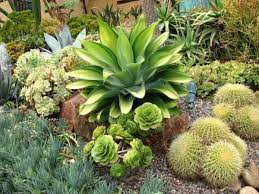 Check spelling or type a new query. 24 Plantes Qui Poussent Dans Votre Jardin Sans Eau Ou Presque