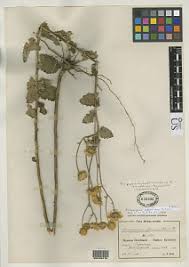 Image result for Anisopappus chinensis