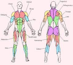 Hold a dumbbell in each hand, your palms should face your body. Unknown Major Muscle Groups Jpg 592 525 Pixels Body Muscle Anatomy Muscle Anatomy Muscular System For Kids