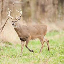Download Deer Missouri Department Of Conservation