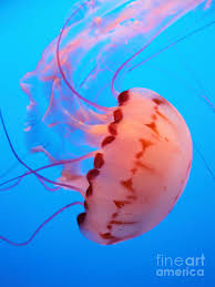 In certain seasons, they mysteriously appear near the shores of monterey. Purple Striped Jelly Fish 5d24931 Photograph By Wingsdomain Art And Photography