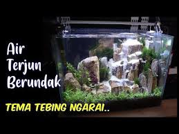 Cara menanam java moss di pasir. Pin Di Akuarium