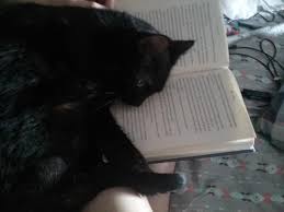 I Just Wanted To Read My Book My Animal Pets Cats Animals