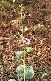 Image result for Abutilon longicuspe