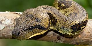 Image result for Wahlenbergia madagascariensis