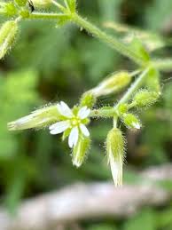 Image result for Cerastium glomeratum