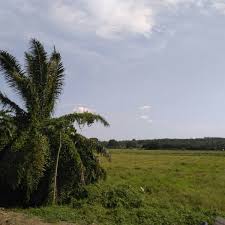 Maybe you would like to learn more about one of these? Photos At Kampung Pantai Belimbing 2 Tips