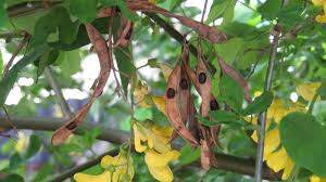 Image result for laburnuM
