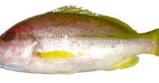 A post shared by aneka masakan roemah (@anekaresep.harian) on. Ikan Ekor Kuning Ikan Dan Laut