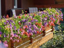 A good design of flowers that attract bees is a thing of beauty. Is It Possible To Have Wildlife Friendly Hanging Baskets Gardening For Wildlife Nature On Your Doorstep The Rspb Community