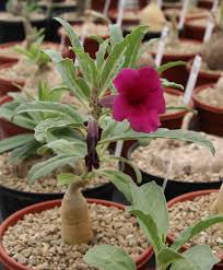 Image result for Pterodiscus angustifolius