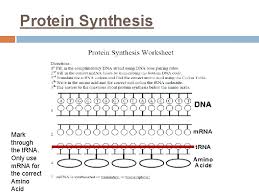 Protein synthesis online worksheet for 9, 10, 11, 12. Aca Molecular Genetics And Biotechnology Main Idea Dna