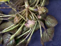 Check spelling or type a new query. Water Chestnut