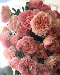 Its very fragrant flowers are fully double and light apricot to shell pink in color. And This Is Princess Charlene Of Monaco Rose Flowers Spring