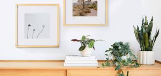 What gives the snake plant its name? How To Pair Plants Photo Decor Artifact Uprising X The Sill