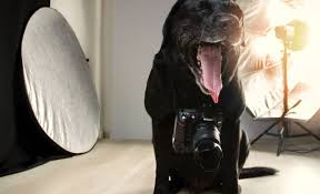 Maybe you would like to learn more about one of these? How To Become A Pet Photographer A Beginner S Guide