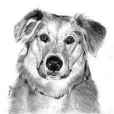 How to draw a lion in pencil. Pin On Doggone Good Art