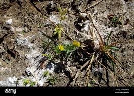 Image result for Sebaea sedoides