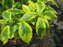 Alkaloids, antifungal, duranta repens, microsporum. Shrub And Tree Plants D1 Duranta Erecta Blue Periwinkle Duranta Erecta Gold Edge Leaf Duranta Erecta Sapphire Trees To Plant Plants Plant Leaves