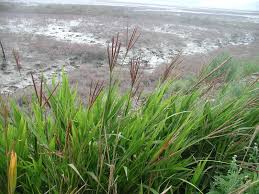 Image result for Phacelurus