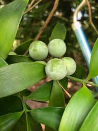 Image result for Nageia