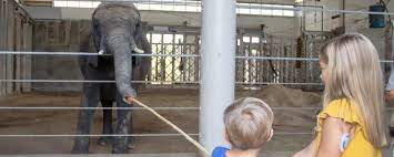 Celebrate The Sedgwick County Zoo S 50th With These Events