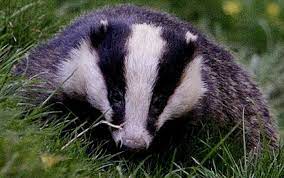 Badger Badger Badger Pictures Pet Birds
