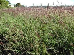 Image result for Melinis minutiflora