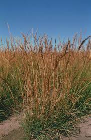 Image result for Sorghastrum