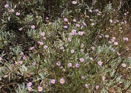 Image result for Erigeron steudelii