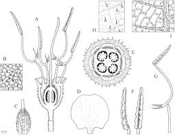 Image result for Dichaetanthera
