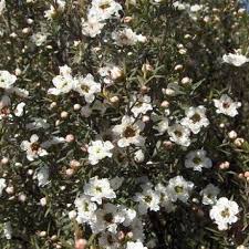 Check spelling or type a new query. Buy Leptospermum Scoparium Online Southern Woods