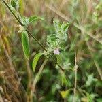 Image result for Justicia heterocarpa