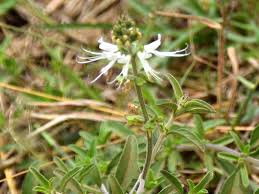 Image result for Ocimum filamentosum