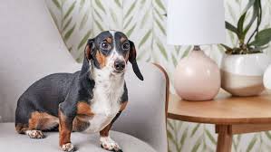 Tail docking occurs in one of two ways. Dachshund Full Profile History And Care