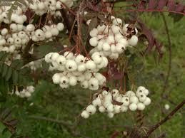 Eberesche — eberesche, mehrere arten von sorbus; Strauch Eberesche Sorbus Koehneana Gunstig Online Kaufen