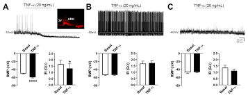 601 washington st, la porte, in 46350 map & directions. Ijms Free Full Text Tumor Necrosis Factor A And Interleukin 1b Acutely Inhibit Agrp Neurons In The Arcuate Nucleus Of The Hypothalamus Html
