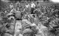 Auction Houses, Attempted Co-ops