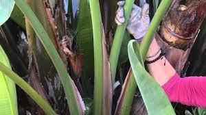 Use your hands to remove a bird of paradise plant from a pot, or use a garden trowel to dig it up out of the ground. How To Prune A Bird Of Paradise Great Gardening Youtube