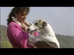 Check spelling or type a new query. Ù†Ø³Ø§Ø¡ ØªØ°Ø¨Ø­ Ø§Ù„Ø­ÙŠÙˆØ§Ù†Ø§Øª Mp4 3gp Flv Mp3 Video Indir