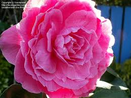 Plantfiles Picture 1 Of Yennan Camellia Valentine Day Camellia Reticulata Camellia Flowers Valentine