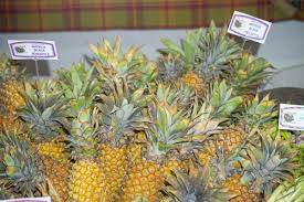 Otrzymaj 12.000 s stockowego materiału wideo antigua black pineapple farm at z 25 kl./s. Fair News Virginislandsdailynews Com