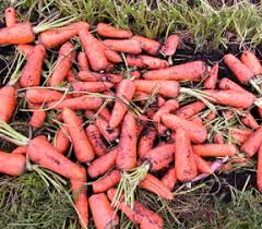 We did not find results for: Safely Using Manure In The Garden Wisconsin Horticulture
