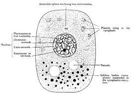 Ultrastructure of animal cell biology discussion. Philosophy Of Cell Biology Stanford Encyclopedia Of Philosophy