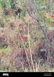 Image result for Erythrina sp. 1