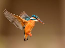 Australian Birds In Flight Images Kingfisher Kingfisher Bird Kingfisher Tattoo Kingfisher